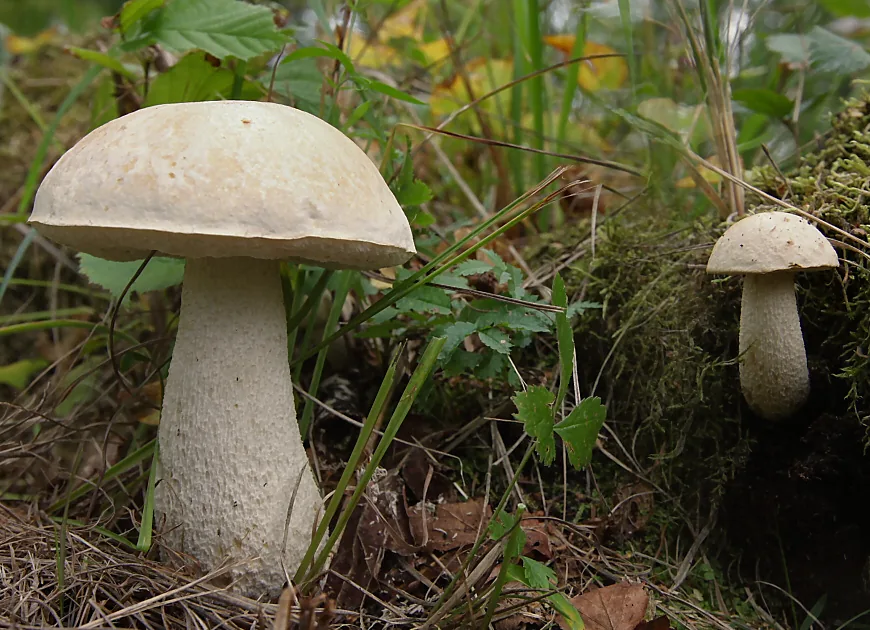 Leccinum holopus (Leccinum holopus) — photo mycologique