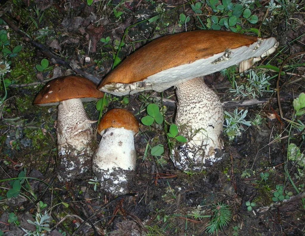Leccinum insigne (Leccinum insigne) — photo mycologique