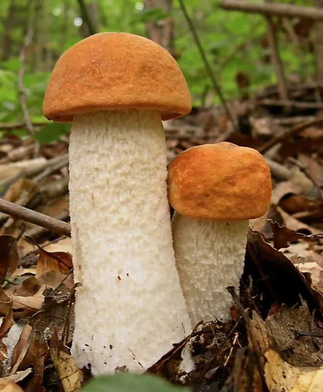 Leccinum leucopodium (Leccinum leucopodium) — photo mycologique