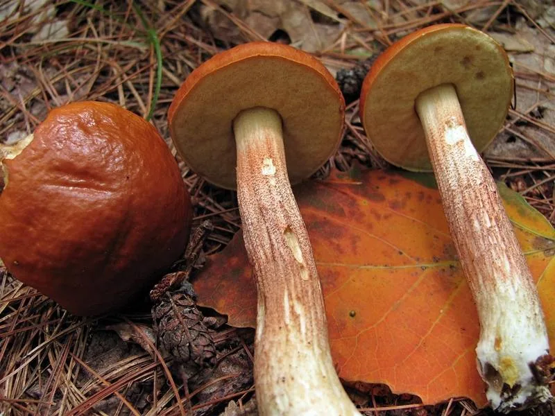 Leccinum longicurvipes (Leccinum longicurvipes) — photo mycologique