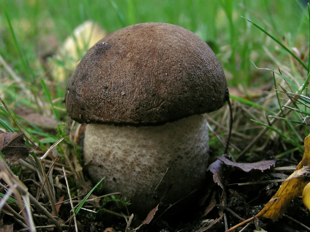 Leccinum melaneum (Leccinum melaneum) — photo mycologique