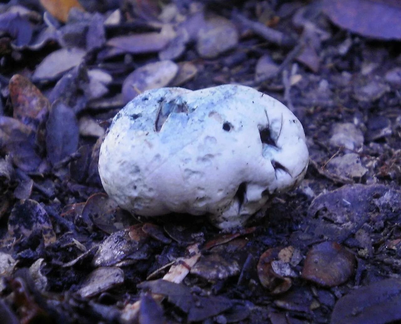Leccinum pachyderme (Leccinum pachyderme) — photo mycologique