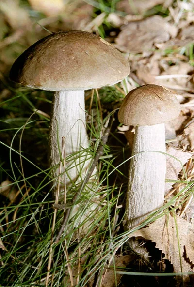 Leccinum scabrum (Leccinum scabrum) — photo mycologique