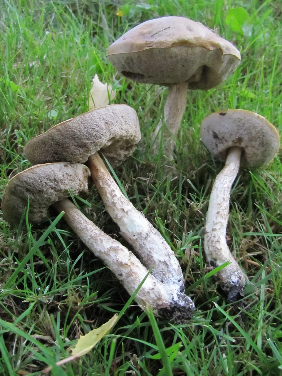 Leccinum schistophilum (Leccinum schistophilum) — photo mycologique