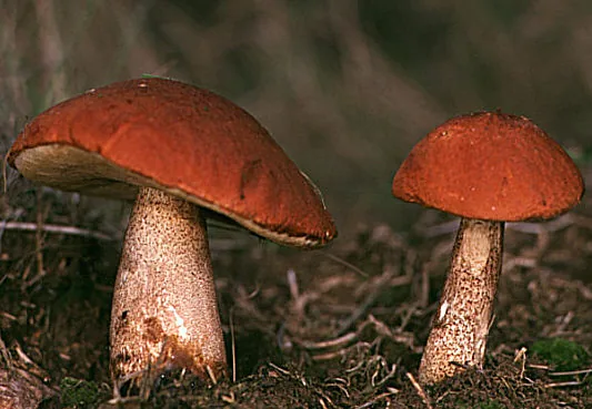 Leccinum subrobustum (Leccinum subrobustum) — photo mycologique