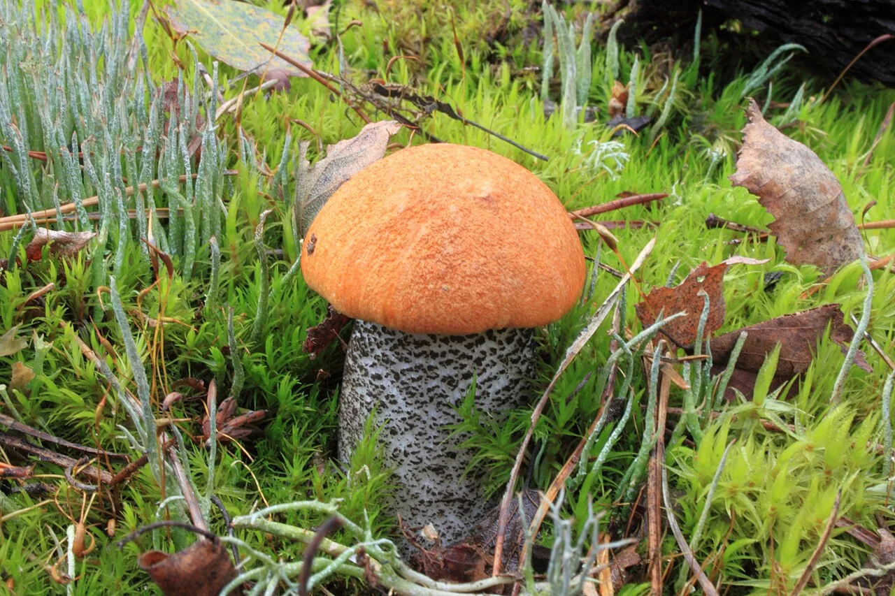 Leccinum versipelle (Leccinum versipelle) — photo mycologique