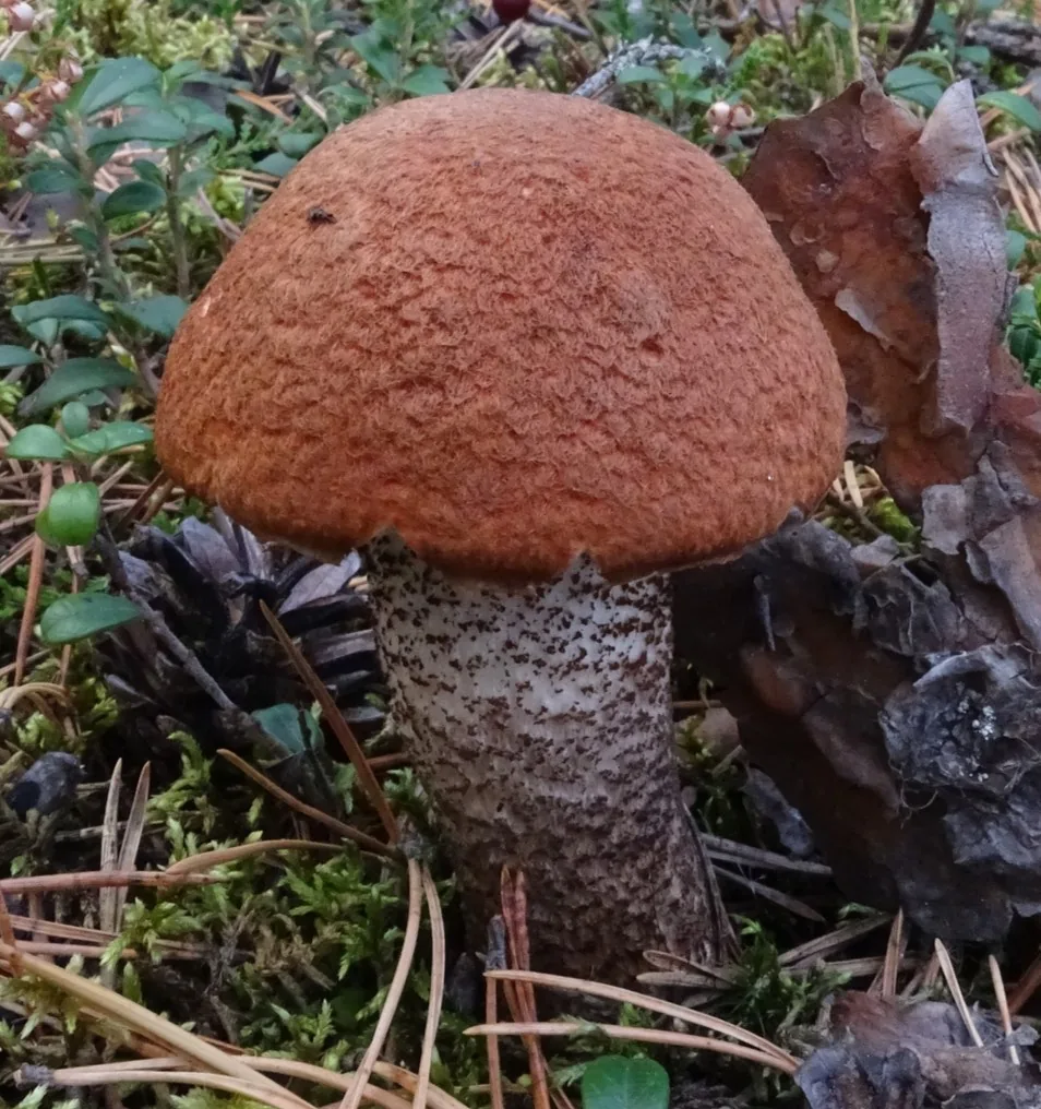Leccinum vulpinum (Leccinum vulpinum) — photo mycologique