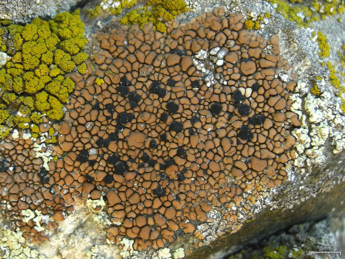 Lecidea atrobrunnea (Lecidea atrobrunnea) — photo mycologique