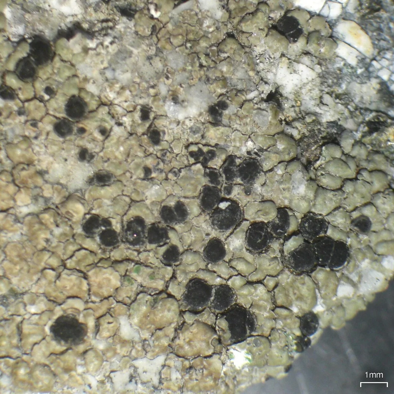 Lecidea campbellensis (Lecidea campbellensis) — photo mycologique