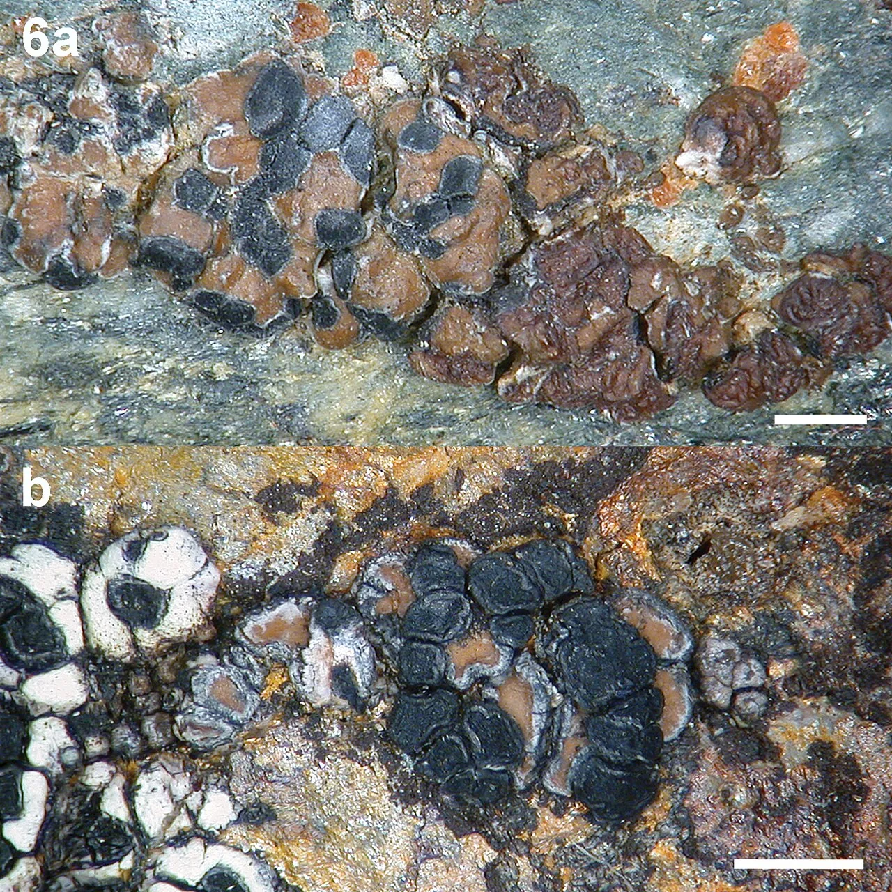 Lecidea degeliana (Lecidea degeliana) — photo mycologique
