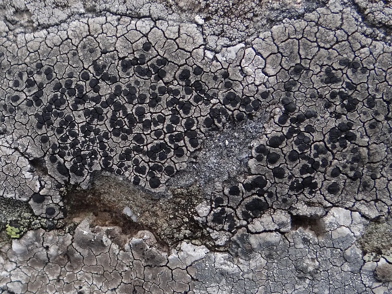 Lecidea lapicida (Lecidea lapicida) — photo mycologique