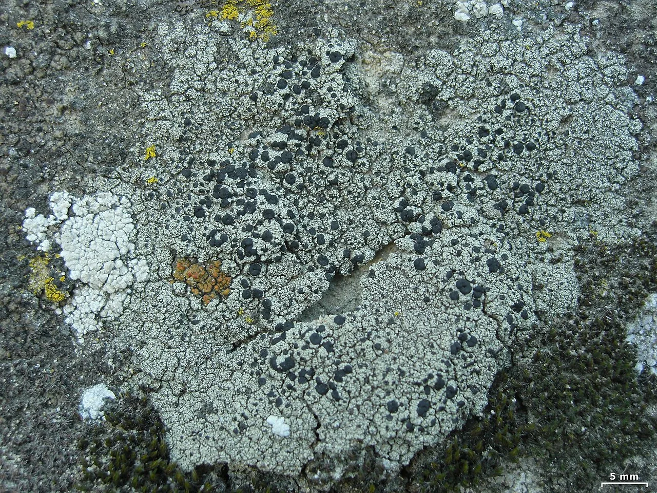 Lecidella asema (Lecidella asema) — photo mycologique
