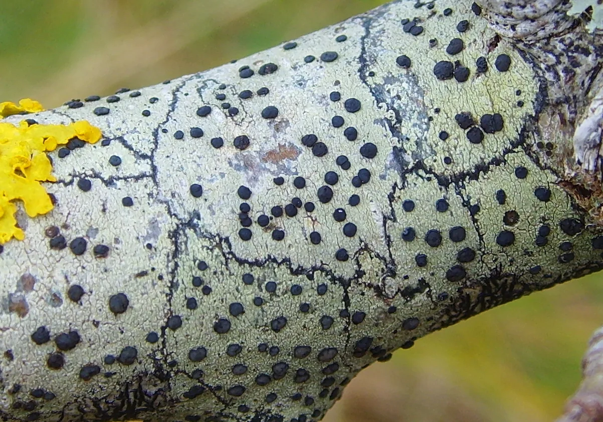 Lecidella elaeochroma (Lecidella elaeochroma) — photo mycologique
