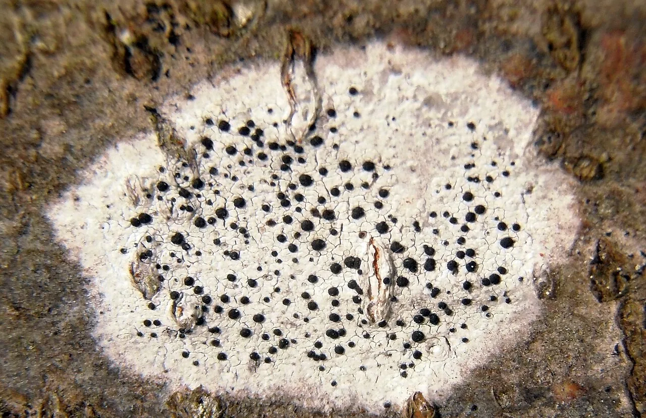 Lecidella laureri (Lecidella laureri) — photo mycologique