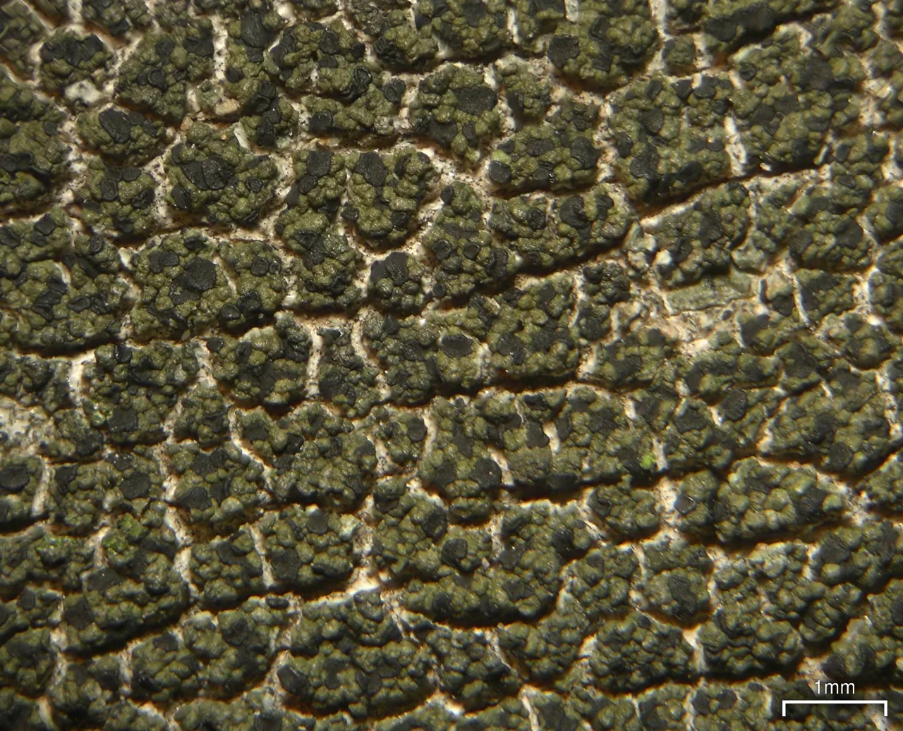 Leimonis erratica (Leimonis erratica) — photo mycologique