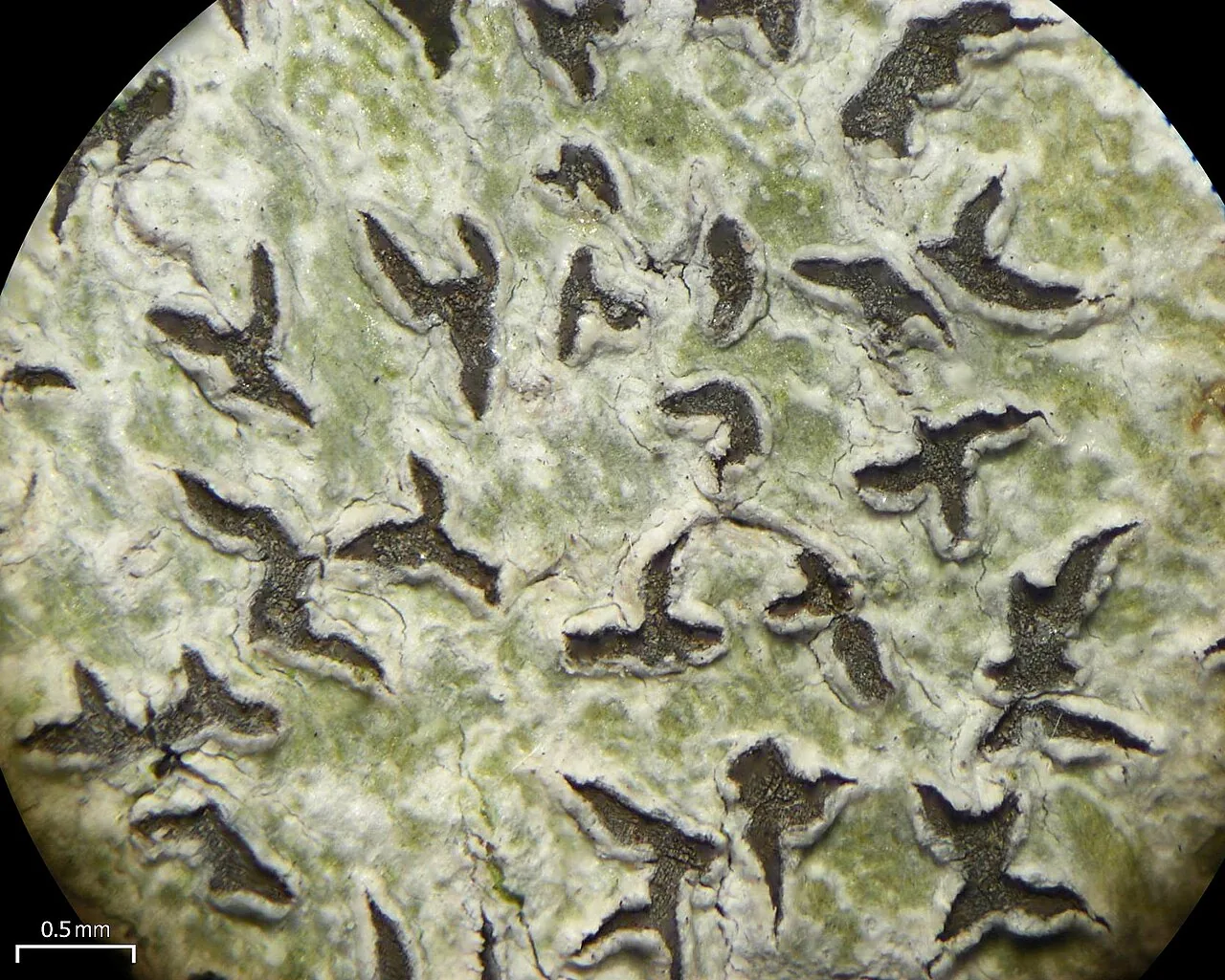 Leiorreuma ellipticum (Leiorreuma ellipticum) — photo mycologique