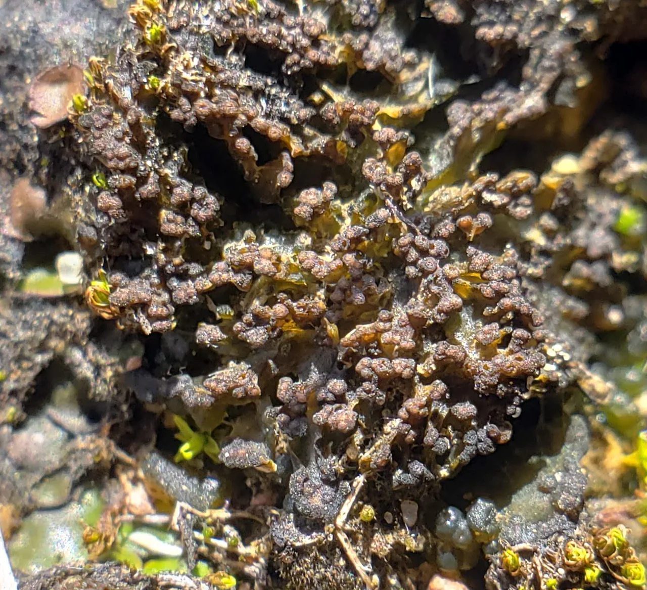 Lempholemma elveloideum (Lempholemma elveloideum) — photo mycologique