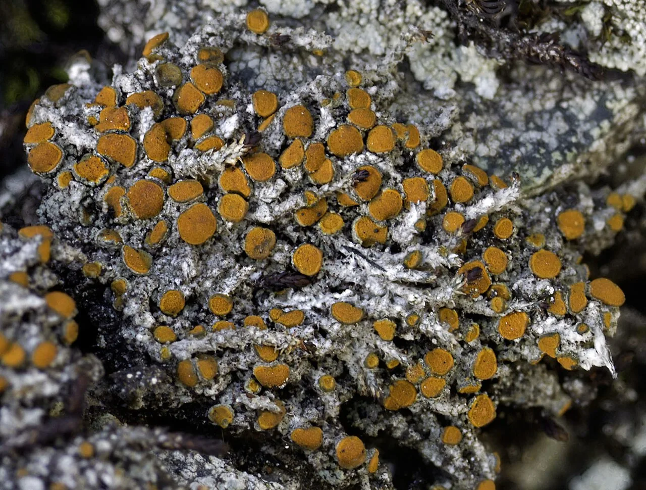 Lendemeriella dakotensis (Lendemeriella dakotensis) — photo mycologique