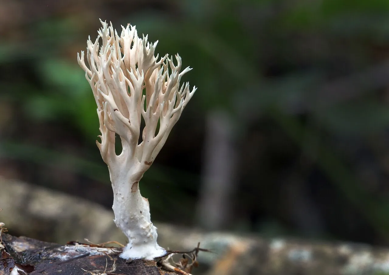Lentaria subcaulescens (Lentaria subcaulescens) — photo mycologique