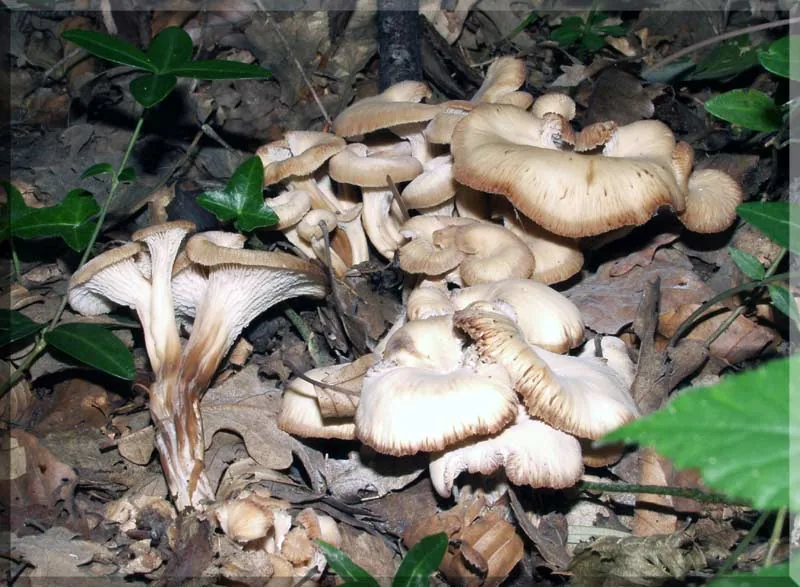 Lentinellus bissus (Lentinellus bissus) — photo mycologique