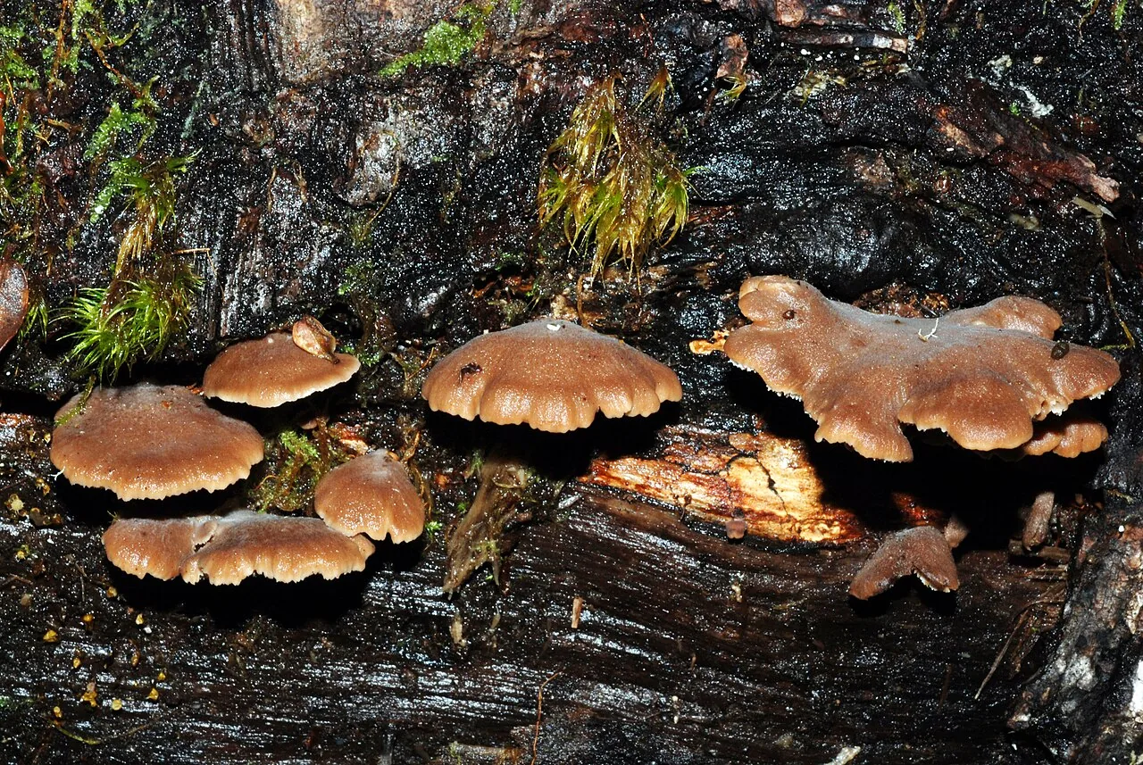 Lentinellus novae-zelandiae (Lentinellus novae-zelandiae) — photo mycologique