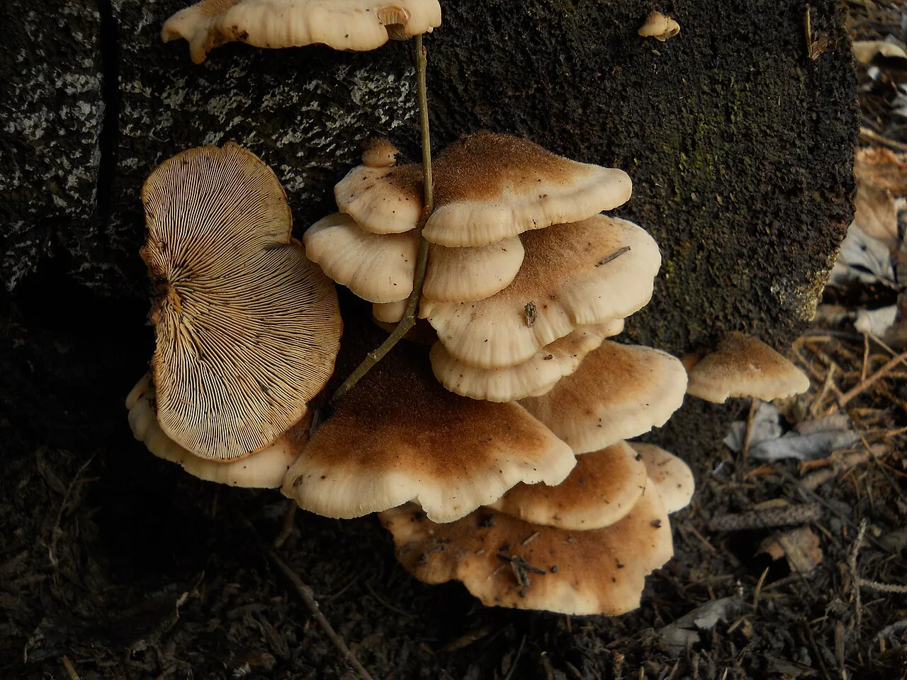 Lentinellus ursinus (Lentinellus ursinus) — photo mycologique
