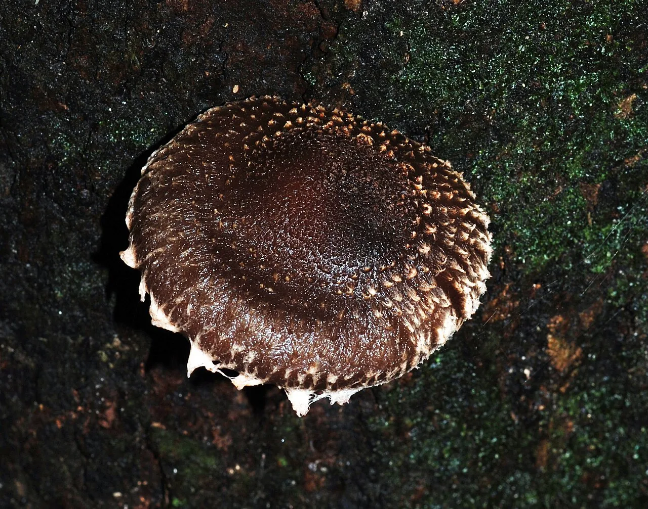 Lentinula novae-zelandiae (Lentinula novae-zelandiae) — photo mycologique