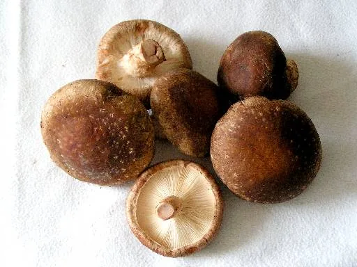 Lentinula reticeps (Lentinula reticeps) — photo mycologique
