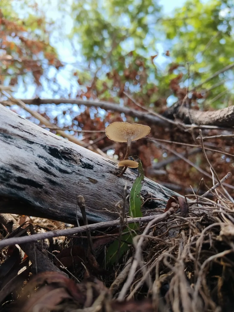 Lentinus arcularius (Lentinus arcularius) — photo mycologique