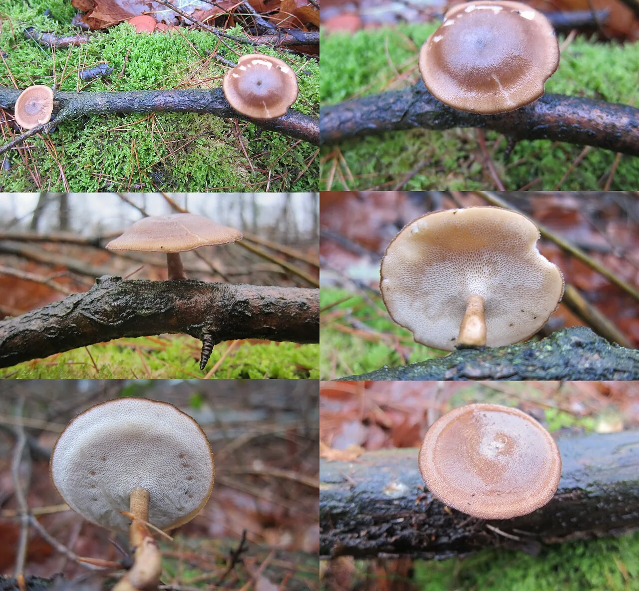 Lentinus brumalis (Lentinus brumalis) — photo mycologique