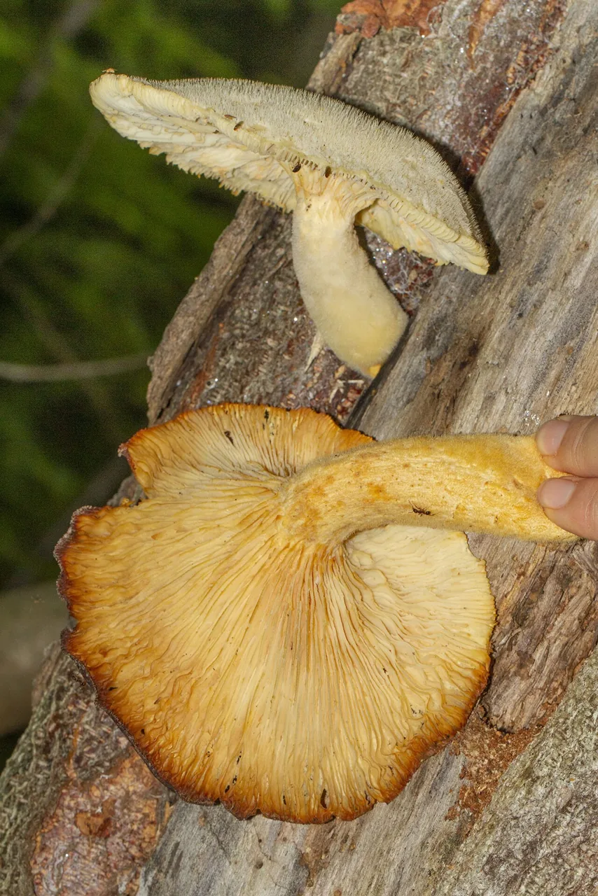 Lentinus levis (Lentinus levis) — photo mycologique