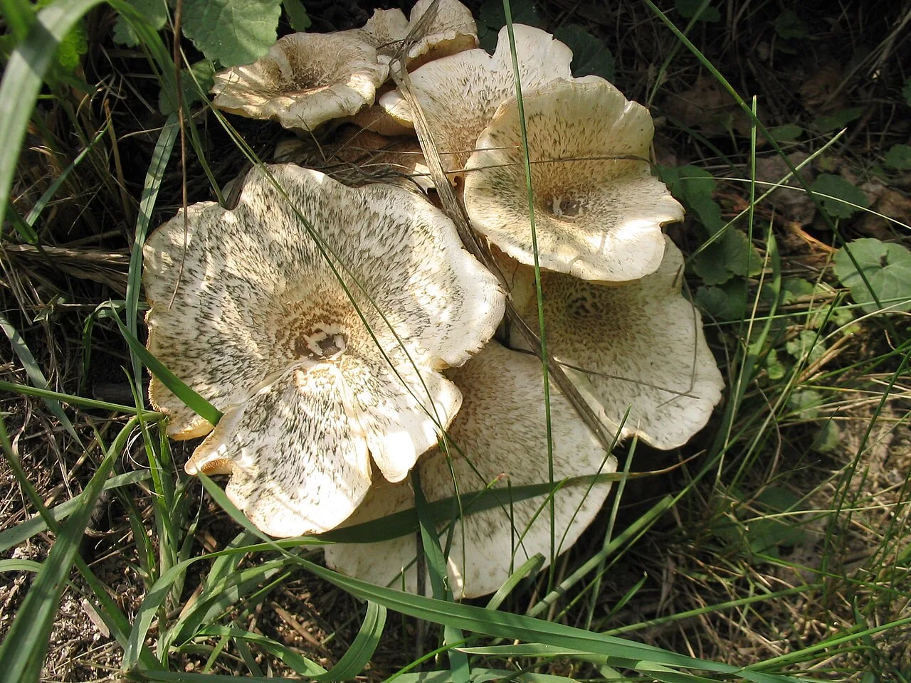 Lentinus panziensis (Lentinus panziensis) — photo mycologique