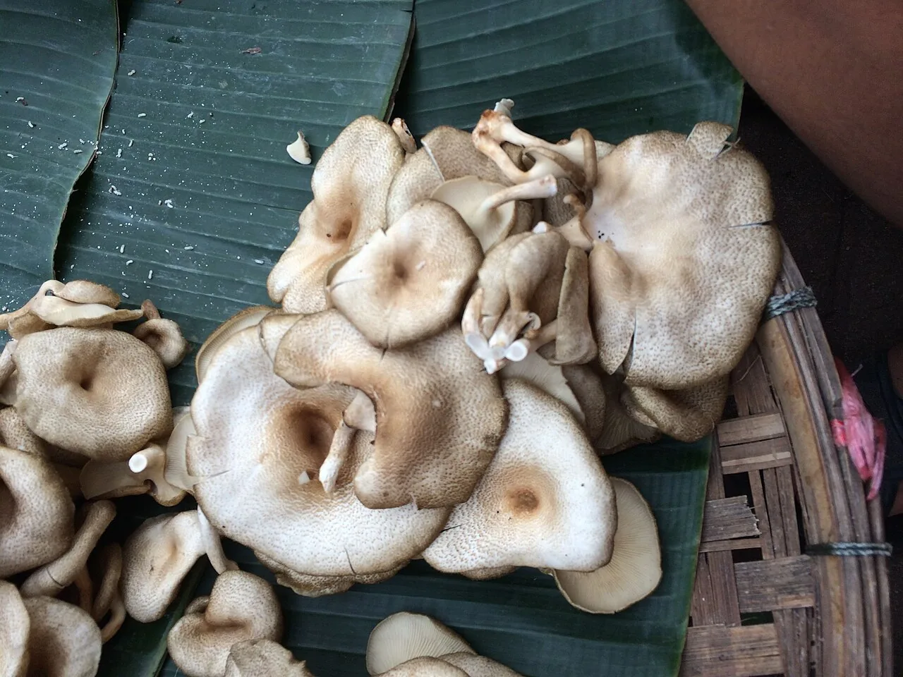 Lentinus polychrous (Lentinus polychrous) — photo mycologique