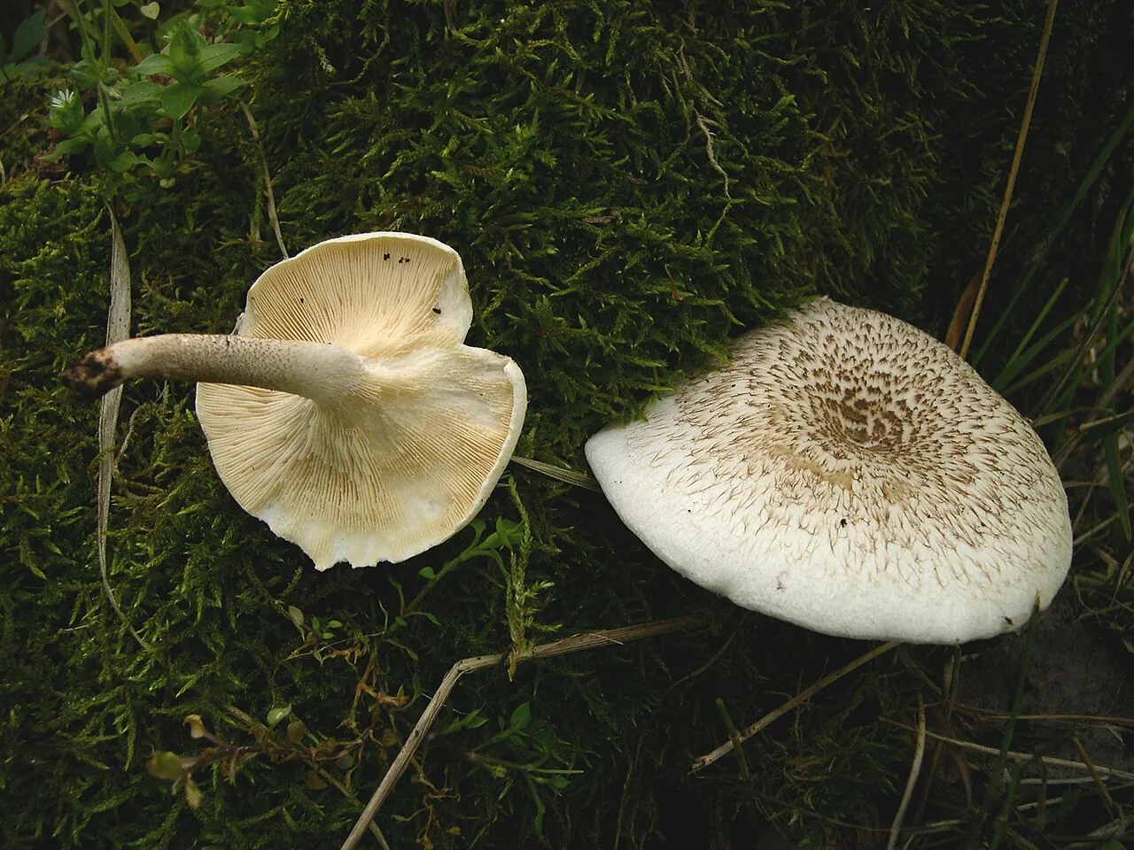 Lentinus tigrinus (Lentinus tigrinus) — photo mycologique