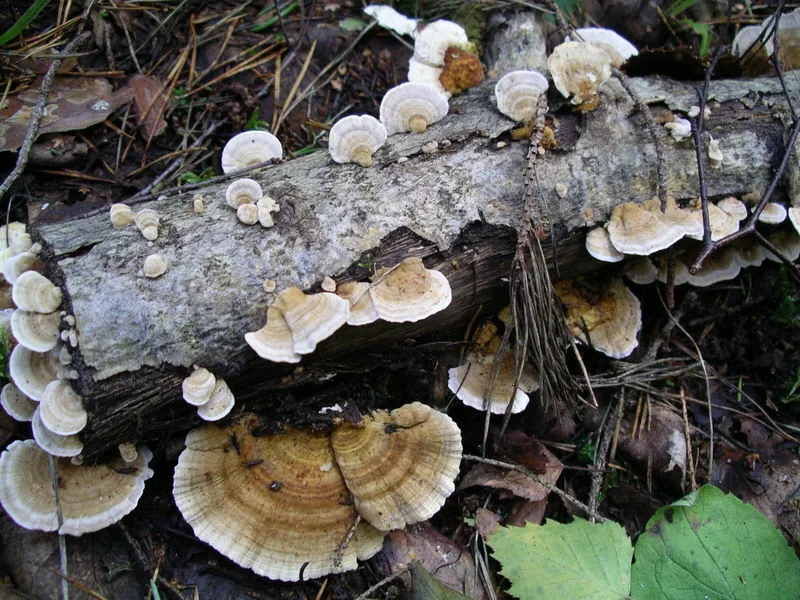 Lenzites alboluteus (Lenzites alboluteus) — photo mycologique