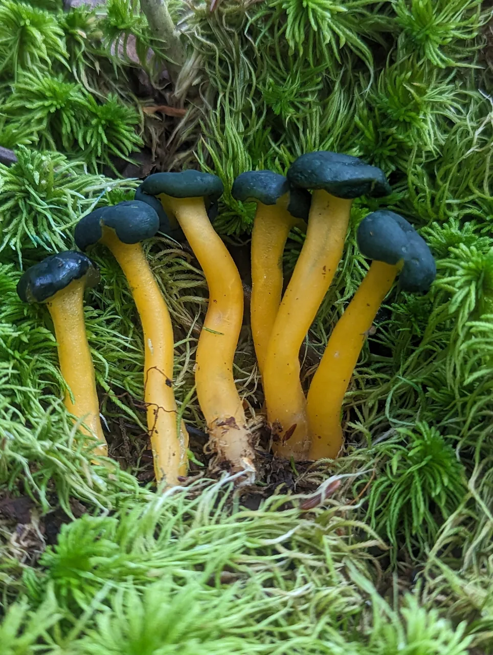 Leotia atrovirens (Leotia atrovirens) — photo mycologique