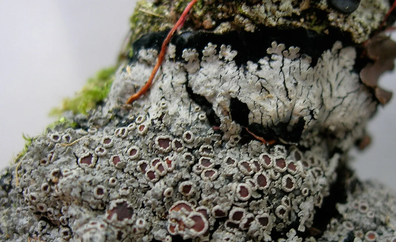 Lepidocollema granuliferum (Lepidocollema granuliferum) — photo mycologique