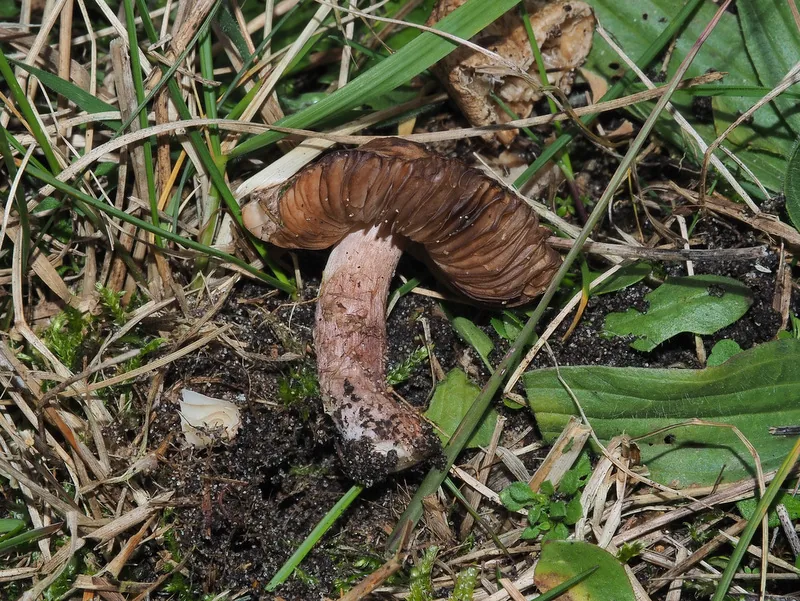 Lepiota brunneolilacea (Lepiota brunneolilacea) — photo mycologique