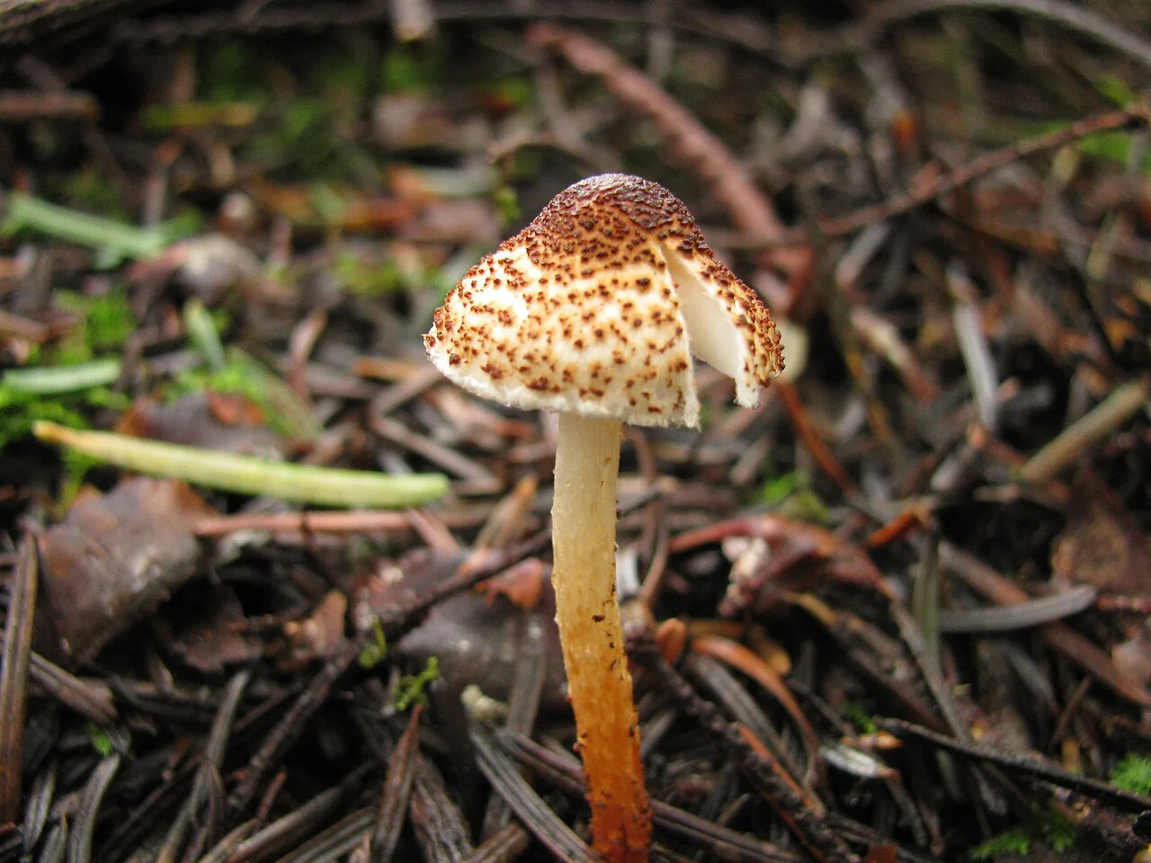 Lepiota castanea (Lepiota castanea) — photo mycologique