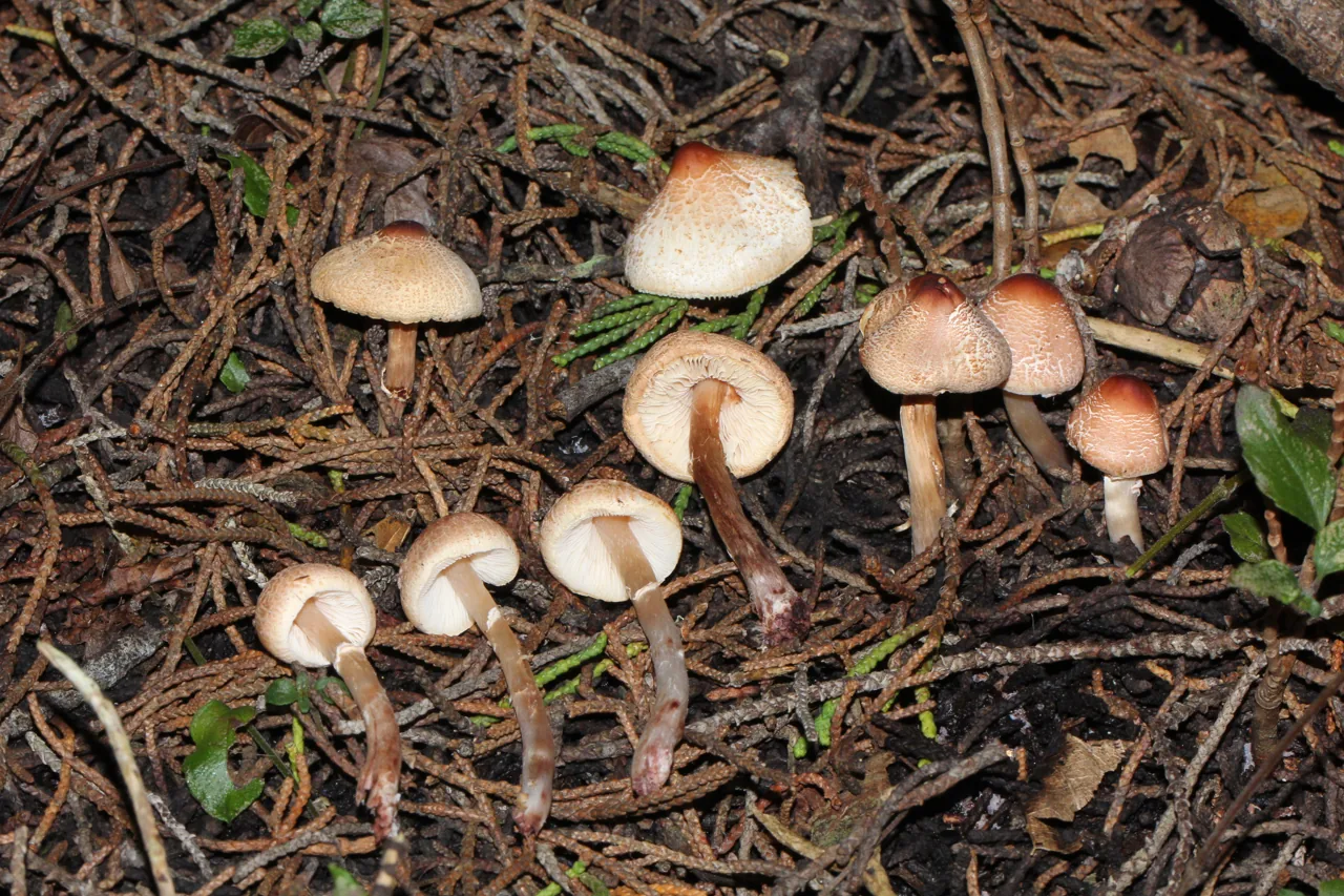Lepiota castaneidisca (Lepiota castaneidisca) — photo mycologique