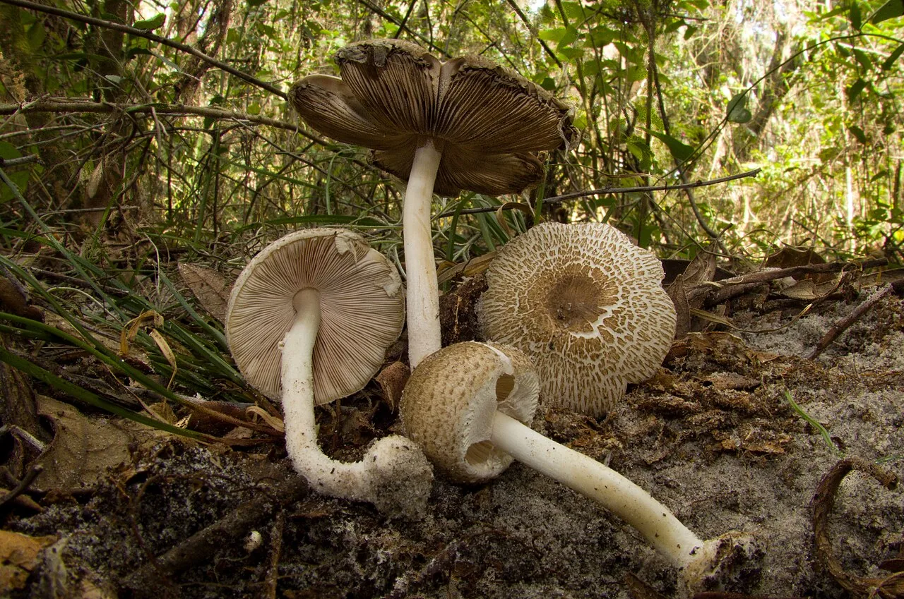 Lepiota cortinarius (Lepiota cortinarius) — photo mycologique