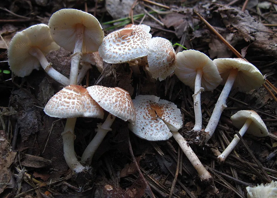 Lepiota cristata (Lepiota cristata) — photo mycologique
