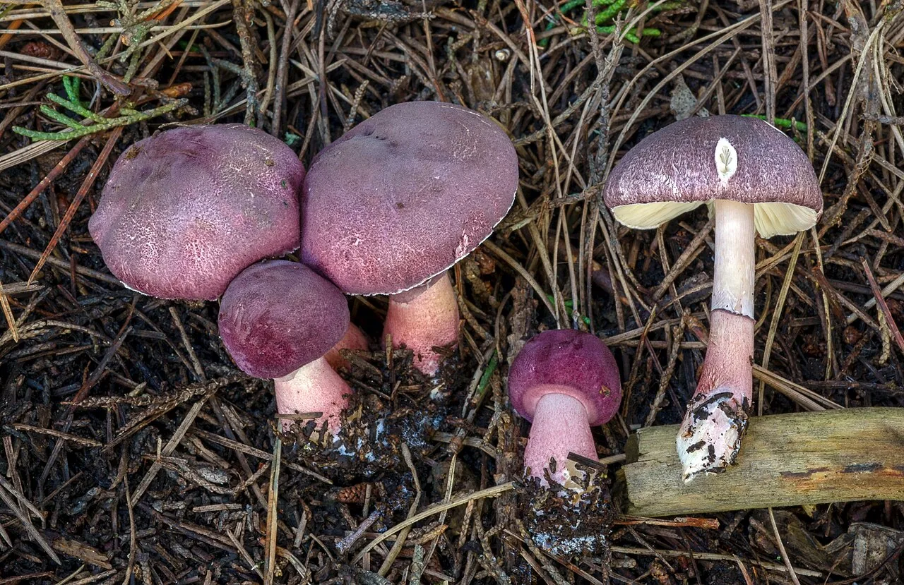 Lepiota decorata (Lepiota decorata) — photo mycologique