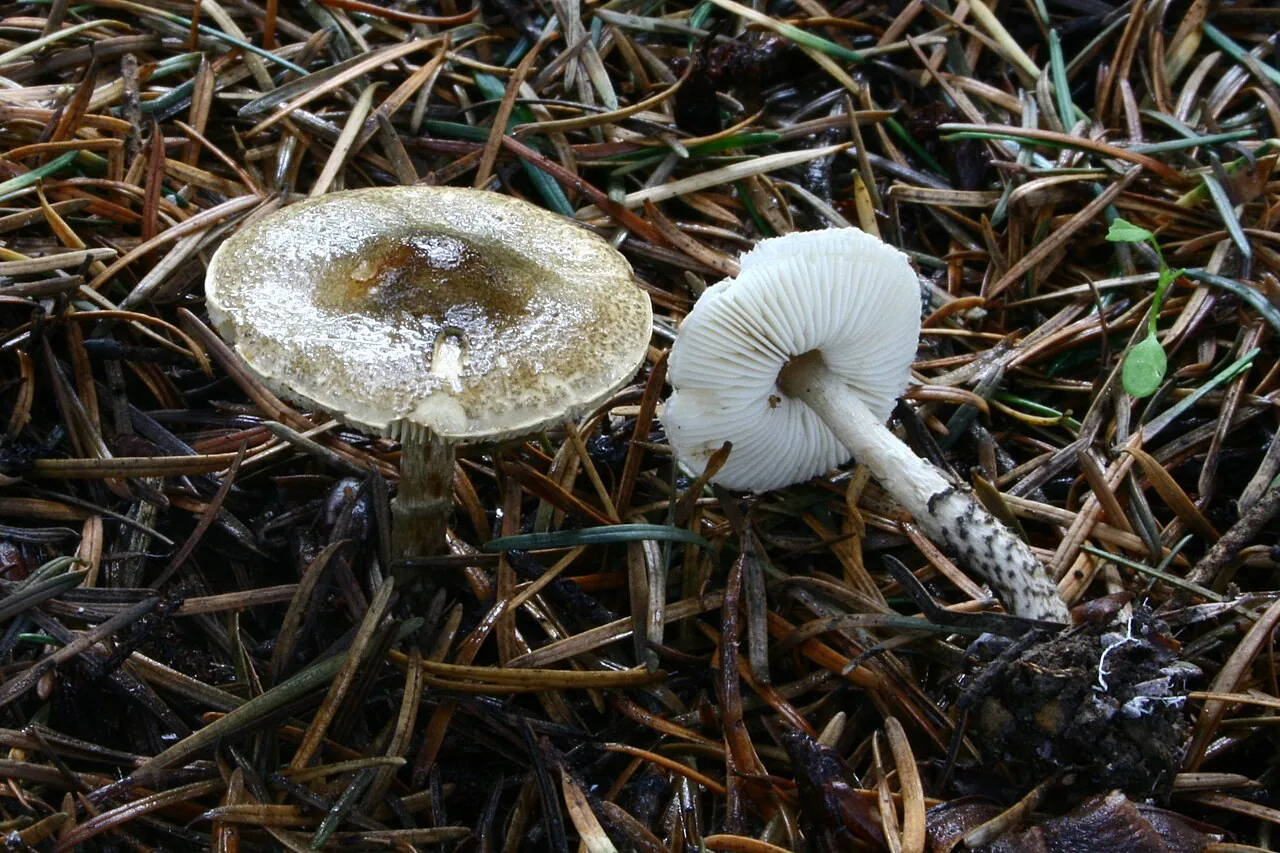 Lepiota felina (Lepiota felina) — photo mycologique
