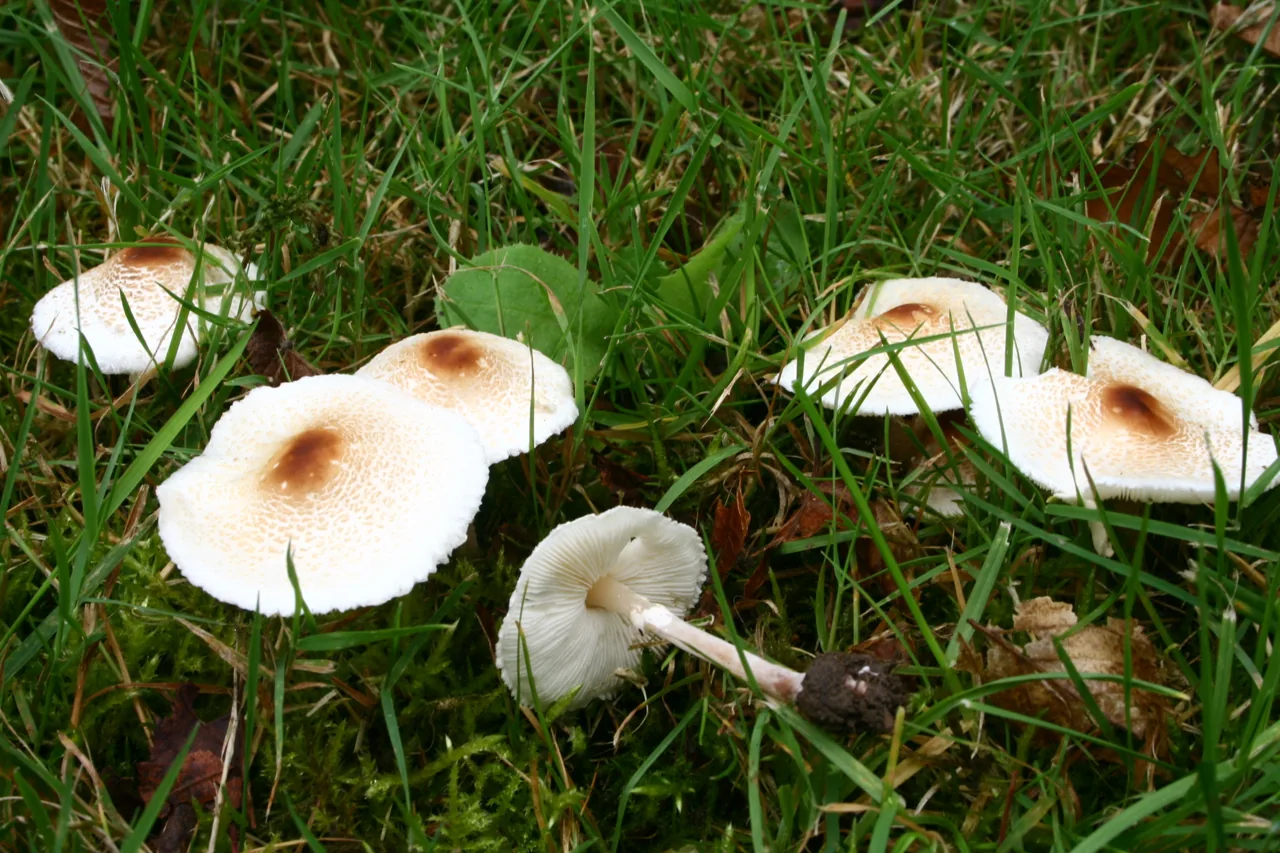 Lepiota fuliginescens (Lepiota fuliginescens) — photo mycologique