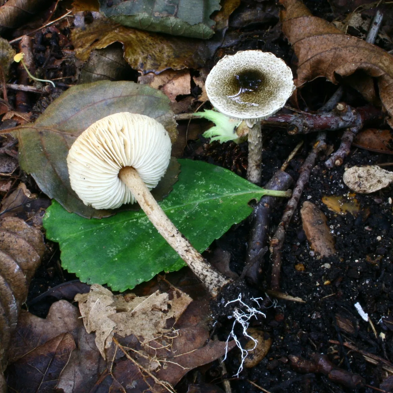 Lepiota griseovirens (Lepiota griseovirens) — photo mycologique