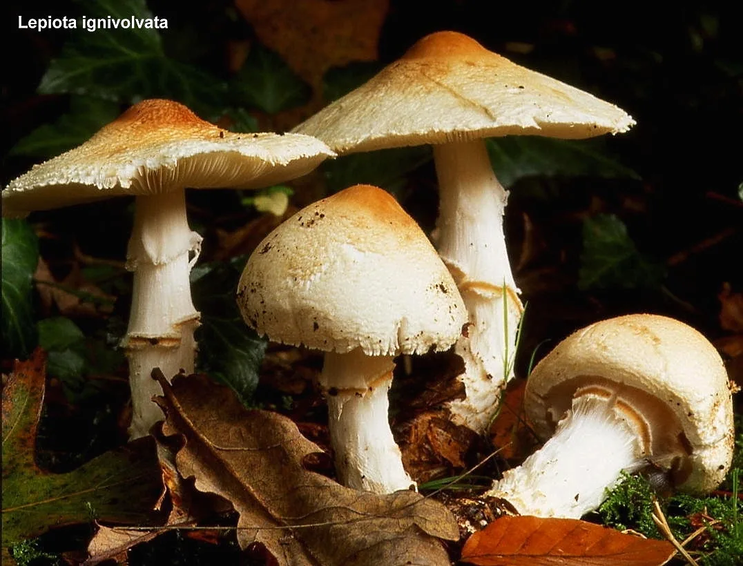 Lepiota ignivolvata (Lepiota ignivolvata) — photo mycologique