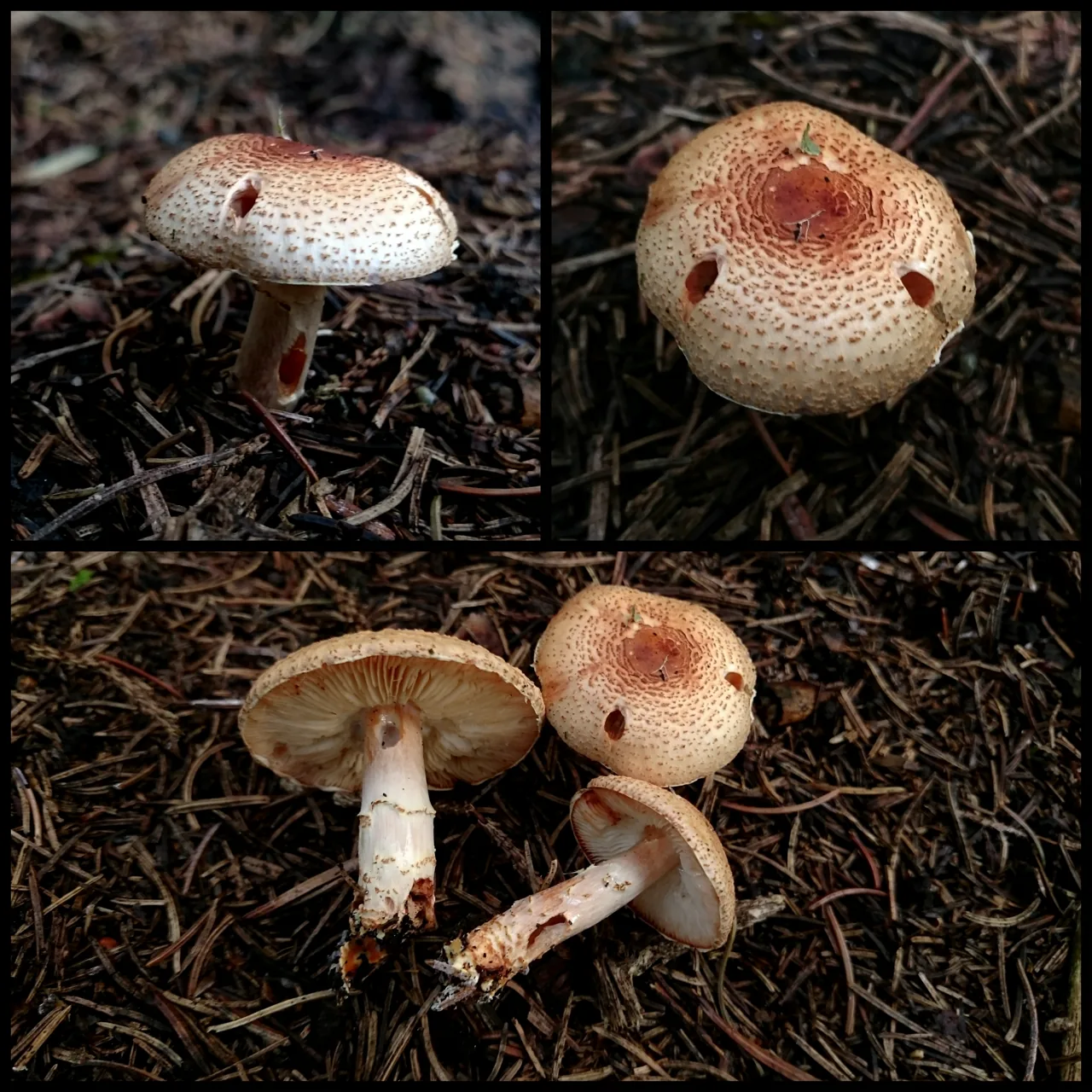 Lepiota ochraceofulva (Lepiota ochraceofulva) — photo mycologique