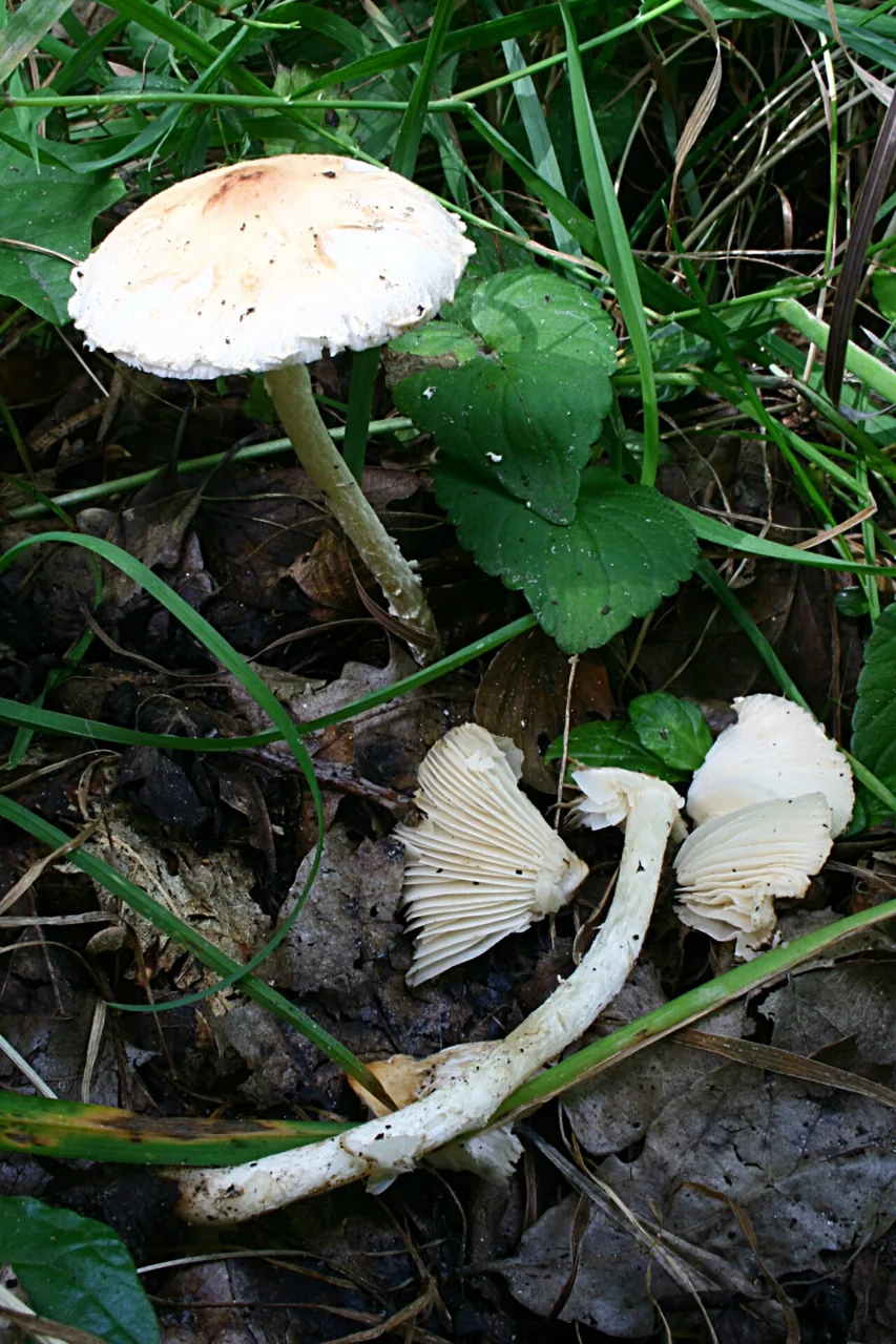 Lepiota oreadiformis (Lepiota oreadiformis) — photo mycologique