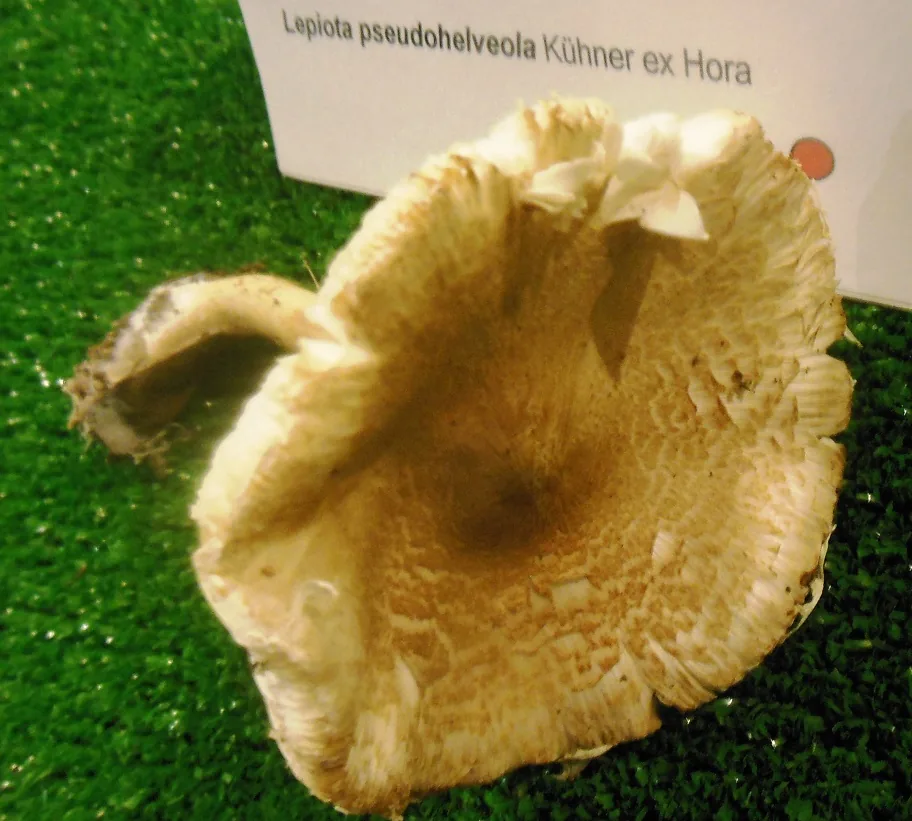 Lepiota pseudolilacea (Lepiota pseudolilacea) — photo mycologique